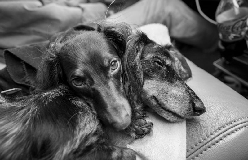 10 painful mistakes dogs never fully understand but deeply feel 8 Forcing physical affection