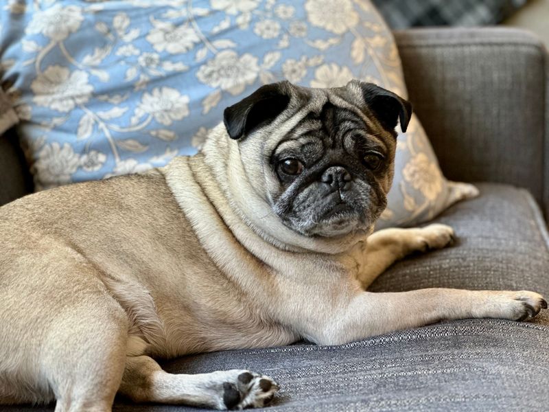 10 dogs whose habits may remind you of someone you know - plus 2 with a more independent streak 2 Pug