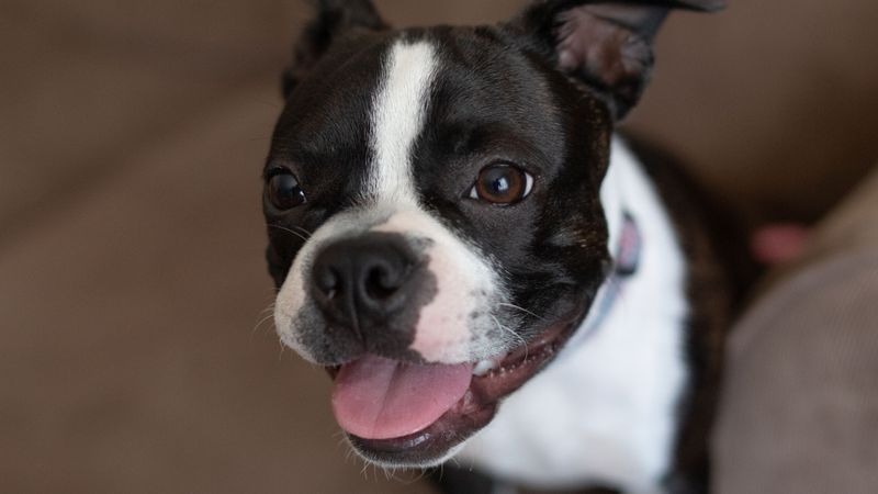 Short on space? These dog breeds may fit your home better than expected 3 Boston Terrier
