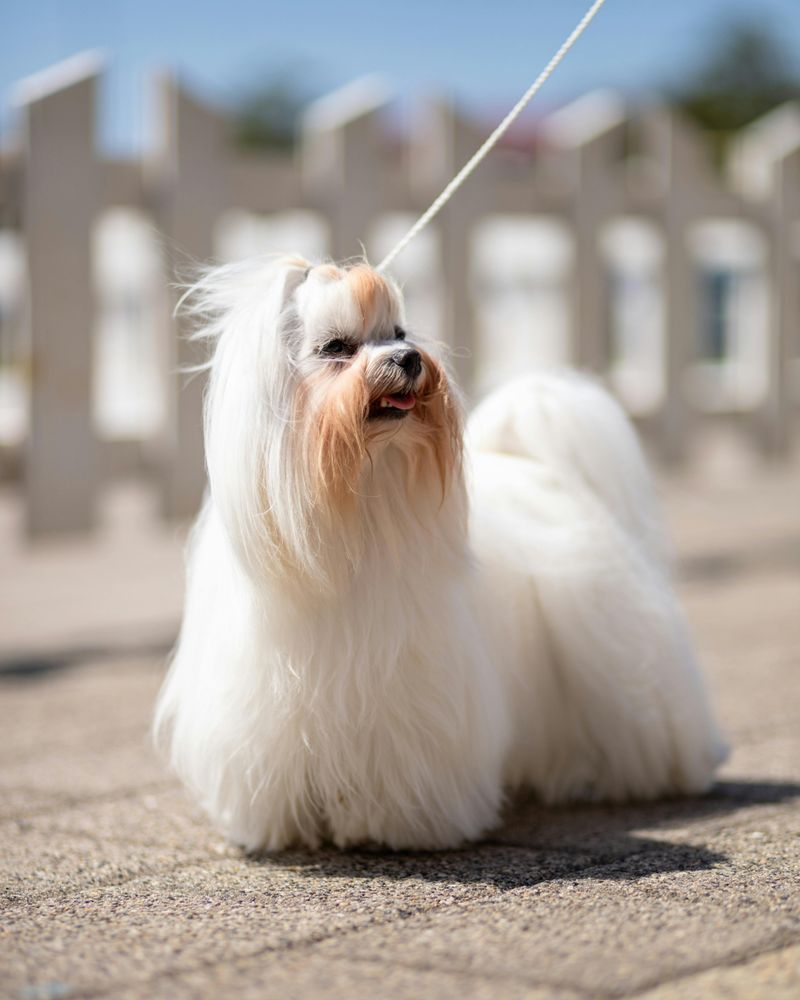 27 Compact Dog Breeds That Stay Close and Loyal to Their Families 5 Maltese