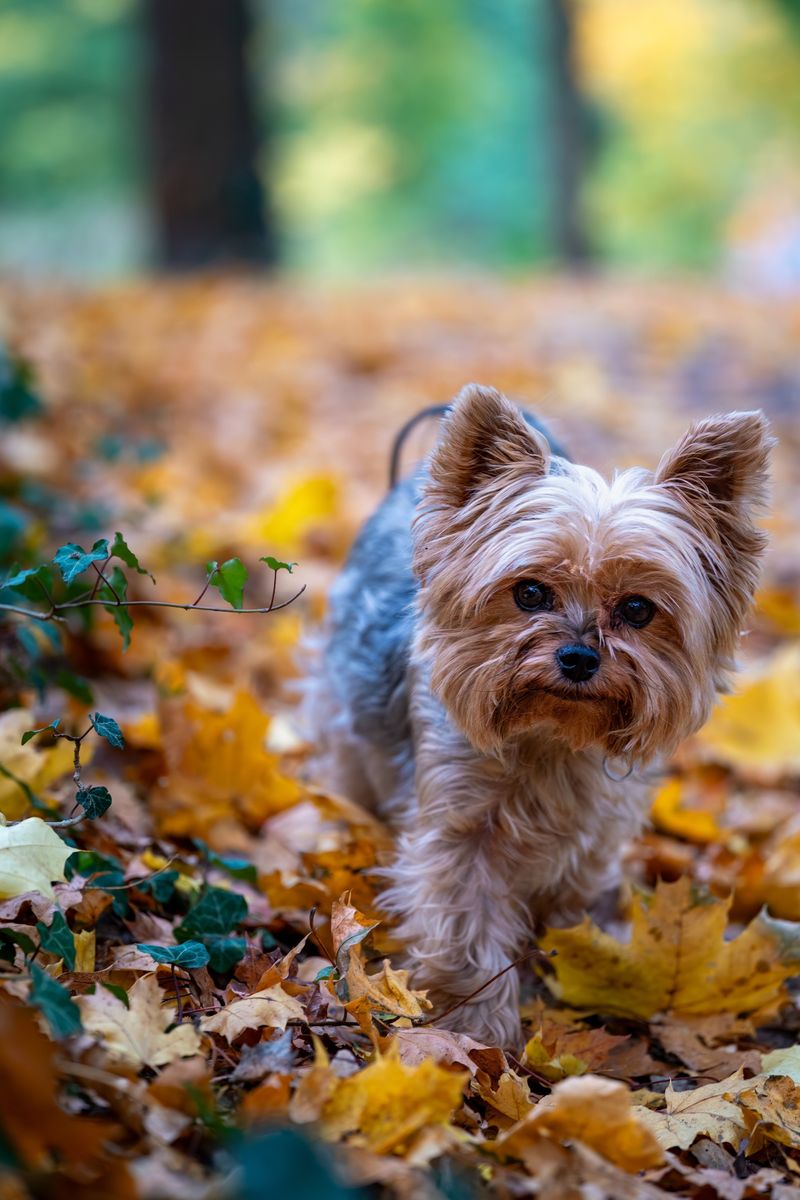 For these dog breeds, staying nearby isn't a habit - it's how they maintain connection 12 Yorkshire Terrier
