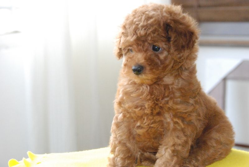 These 11 dog breeds seem to read your mind - These 2 barely acknowledge your existence 6 Poodle