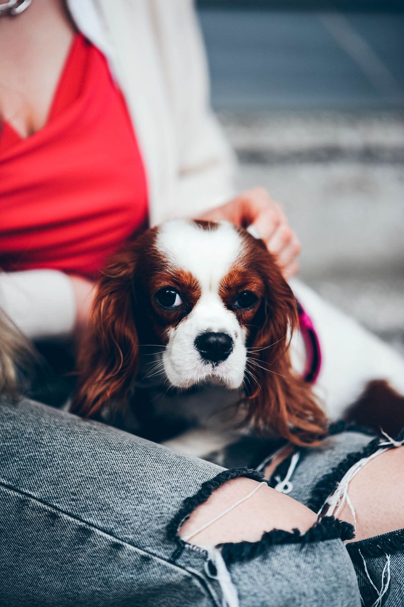 You fed the dog and finished the walk - These breeds may still be waiting for the part they need most 10 Cavalier King Charles Spaniel: Born for Laps
