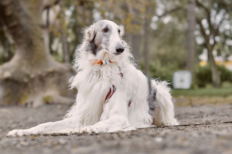 Borzoi: A Long Nose on a Floating Frame