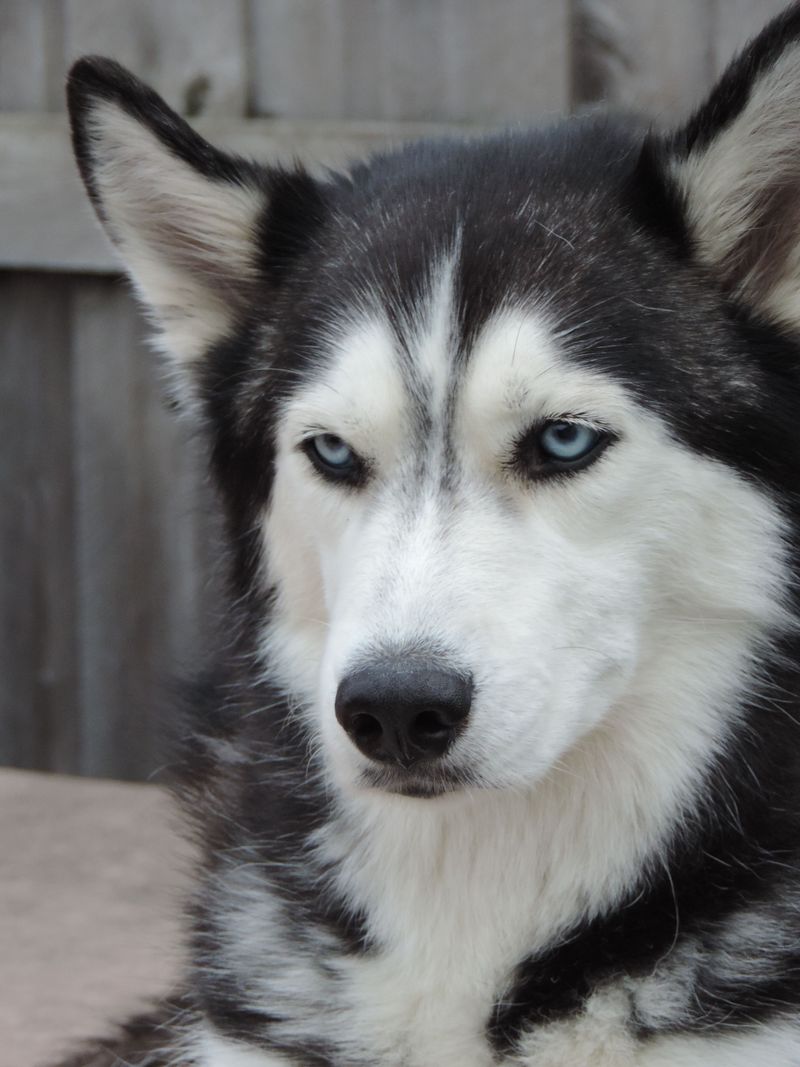 Siberian Husky