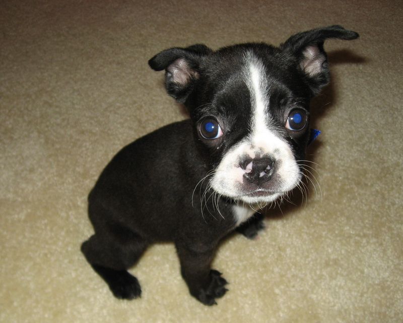 13 dogs that never outgrow their playful side - and 3 that'd rather watch from the couch 9 Boston Terrier
