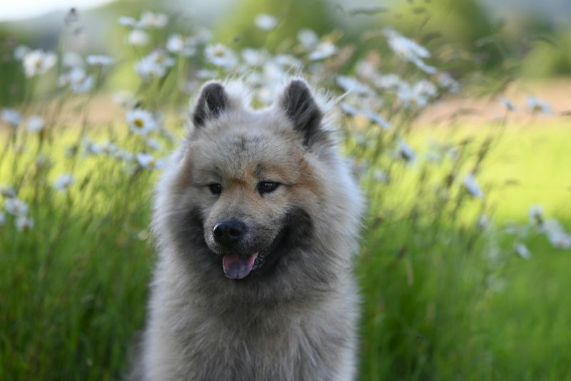 Eurasier