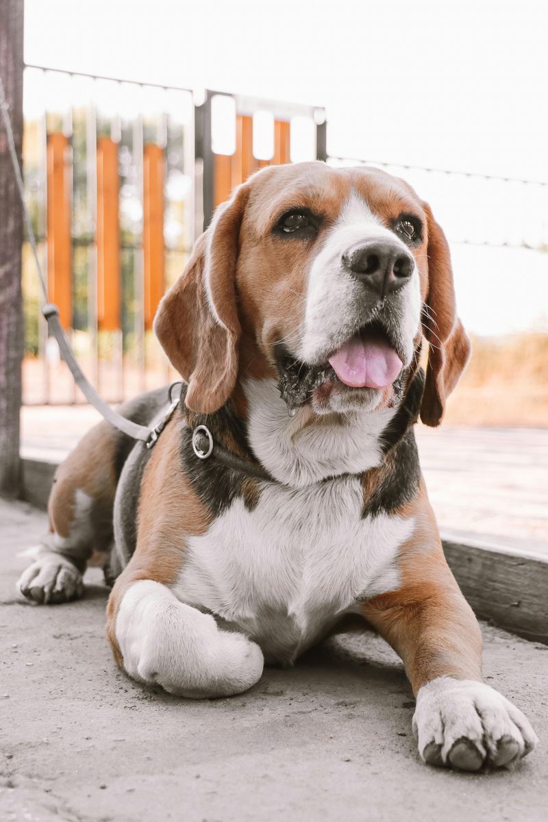 Beagle
