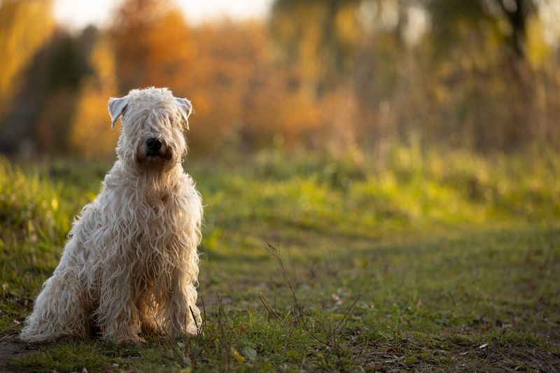 If harmony at home matters most, these dog breeds deserve your attention 12 Soft Coated Wheaten Terrier