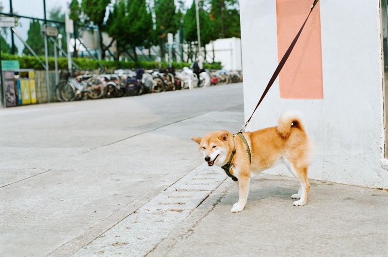 Shiba Inu: Respect the Request for Space