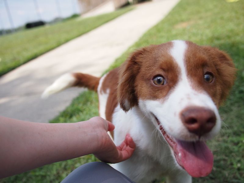 These 10 Breeds Are Being Picked by Runners - But Not for the Reason You Think 7 Brittany