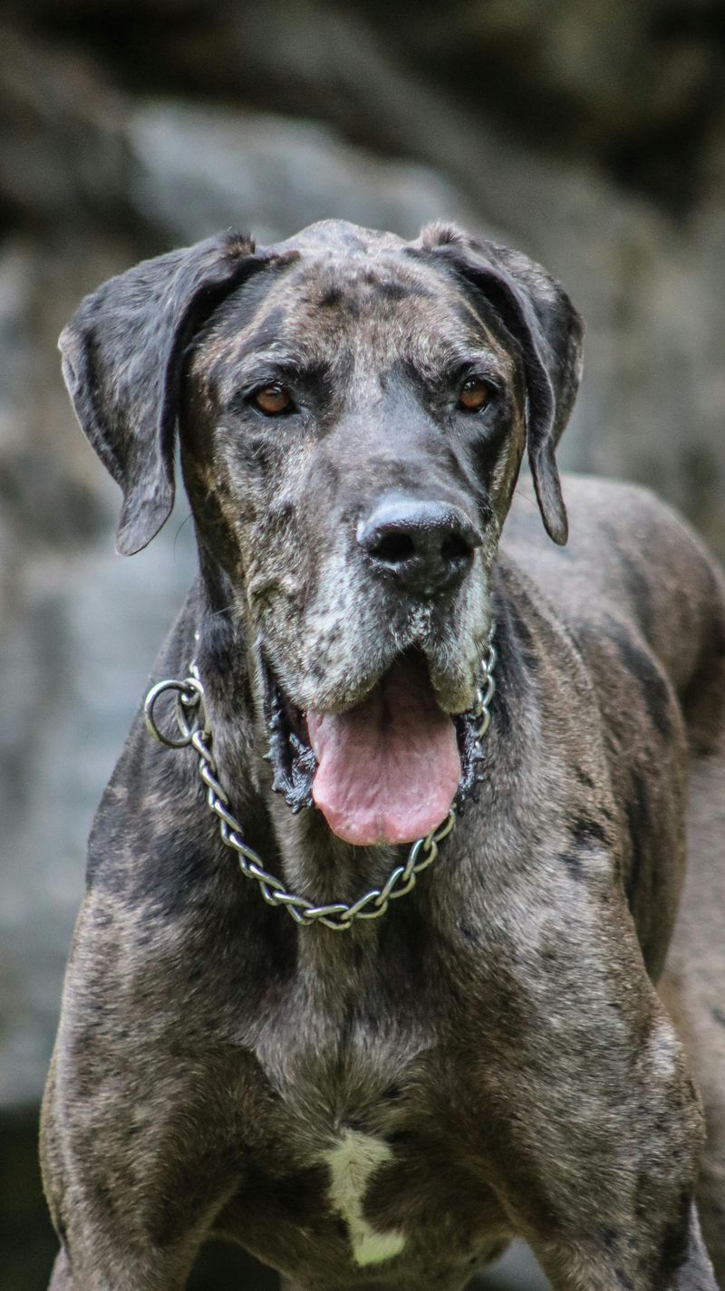 “Low Energy” Is a Misleading Label – 12 Dog Breeds That Save Their Energy for What Matters 4 Great Dane