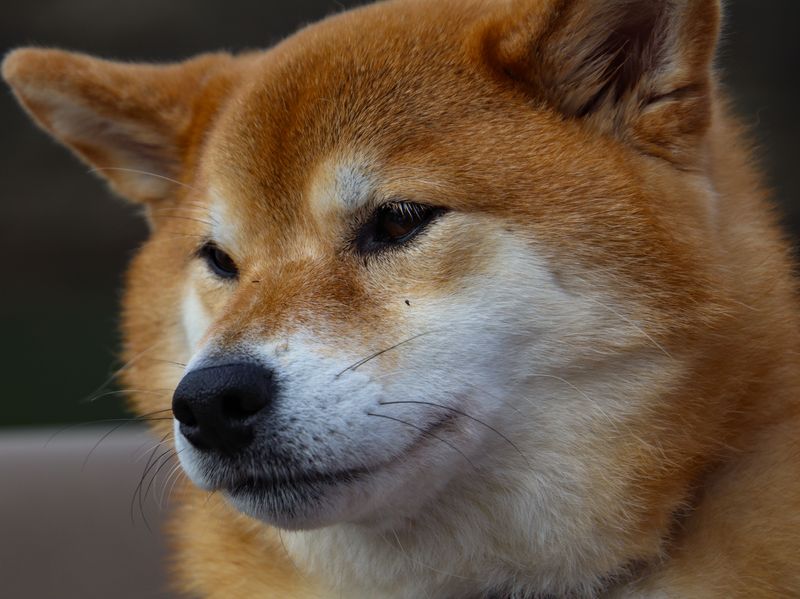 11 dog breeds that can struggle with separation - plus 2 that tend to handle alone time better 13 Shiba Inu (more independent)