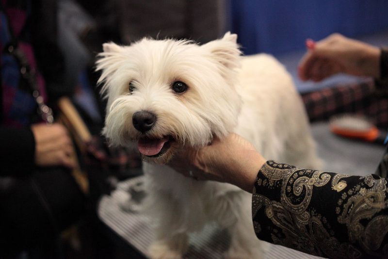 West Highland White Terrier