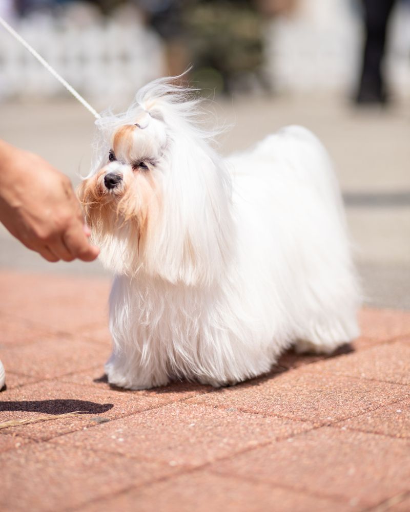12 velcro dog breeds that always want to know where you are - and 2 independent companions 9 Maltese - bright little shadow