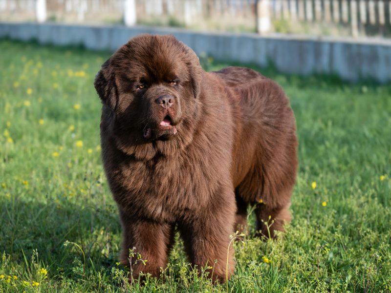 18 dog breeds that become calm only after they fully trust you 6 Newfoundland