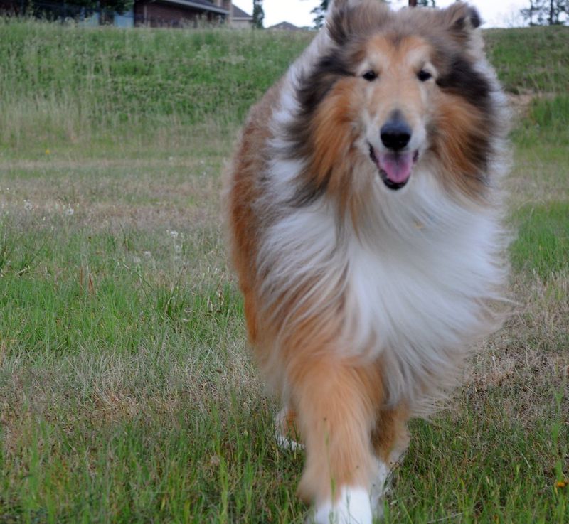 Rough Collie