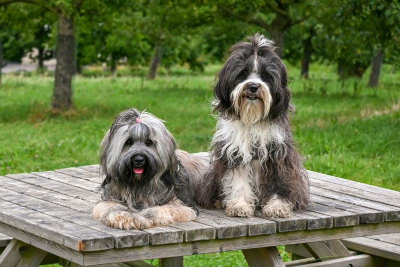 14 gentle dogs that melt hearts instead of intimidating people 13 Tibetan Terrier