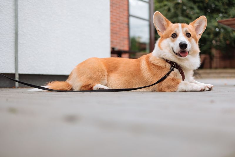 These dog breeds are finding their place in the lives of younger city owners 8 Pembroke Welsh Corgi - low to the ground, high on charm