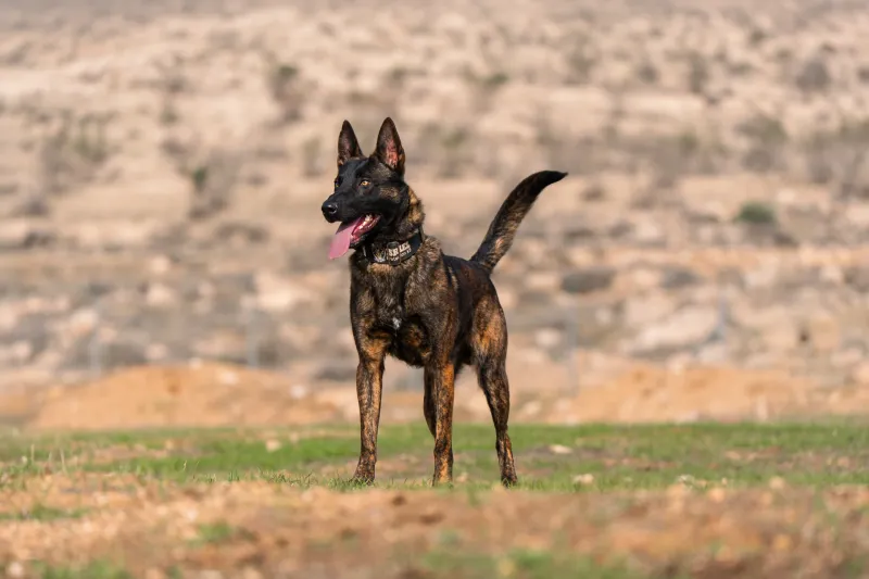 A well-planned routine helps these dog breeds flourish indoors 4 Dutch Shepherd