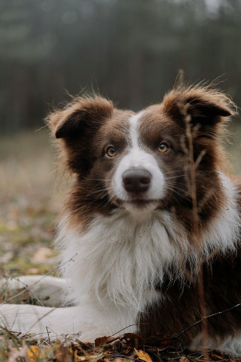 10 Dog Breeds Known for Reading Human Emotions Almost Instantly 5 Border Collie