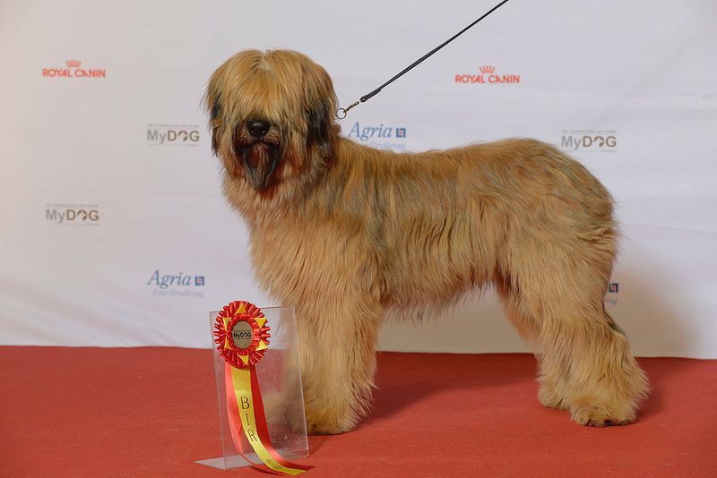 A clear routine often unlocks the very best these dog breeds have to offer 4 Briard