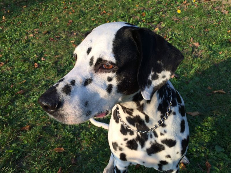 Dalmatian