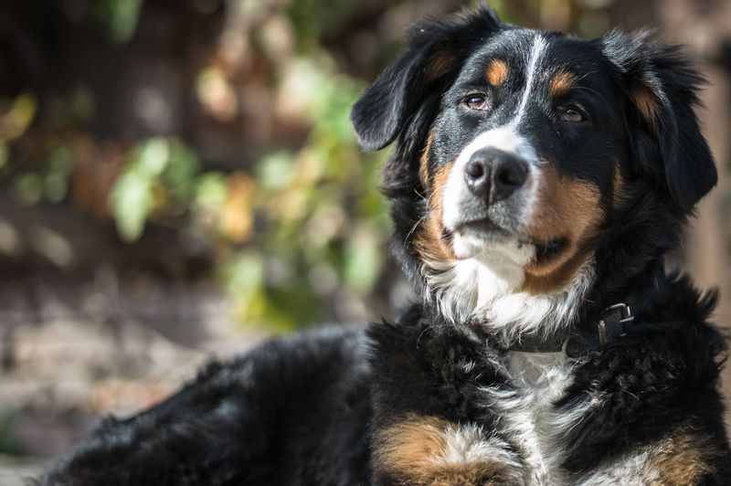 These 10 balanced dog breeds switch from excitement to relaxation with impressive ease - plus 2 adaptable companions 11 Bernese Mountain Dog