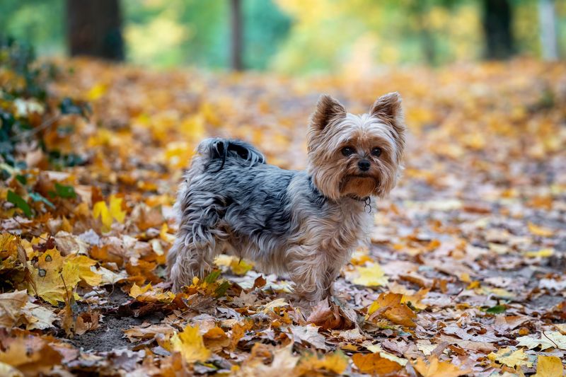 12 dog breeds that can make you reconsider how much your everyday behavior influences your pet 13 Yorkshire Terrier