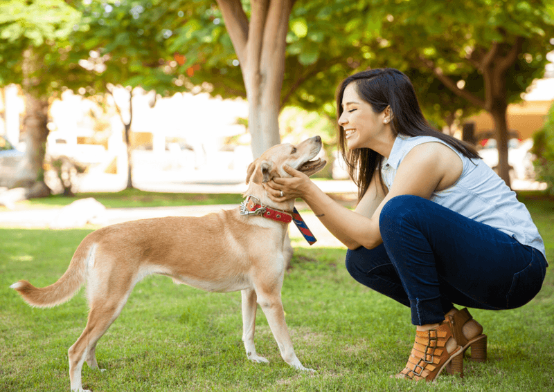 Slow tail wag with a stiff body