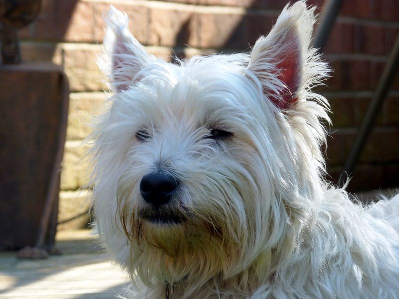 13 dogs that switch personalities when a second dog moves in 10 Silky Terrier