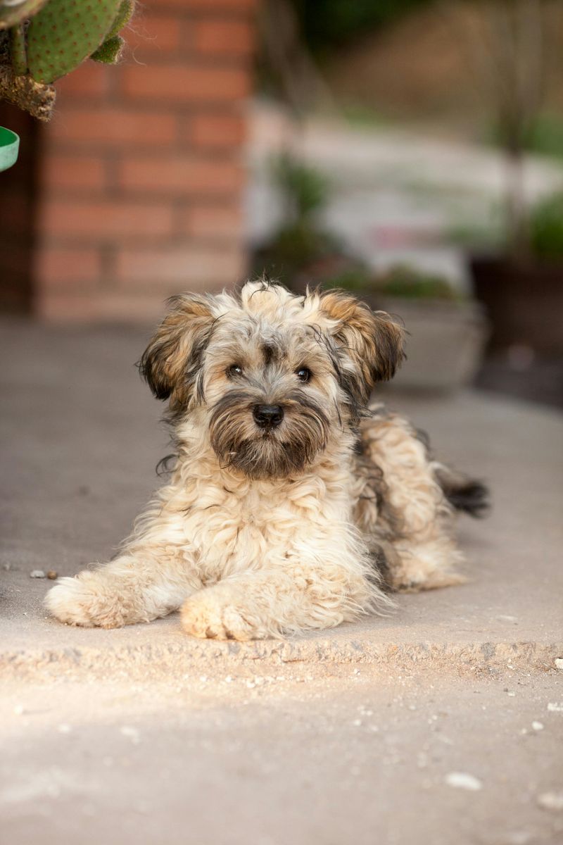 27 Compact Dog Breeds That Stay Close and Loyal to Their Families 11 Havanese