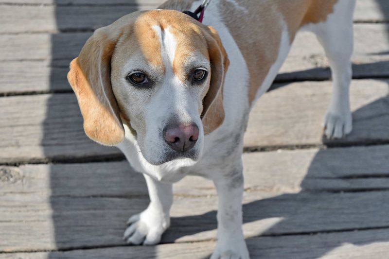 Beagle