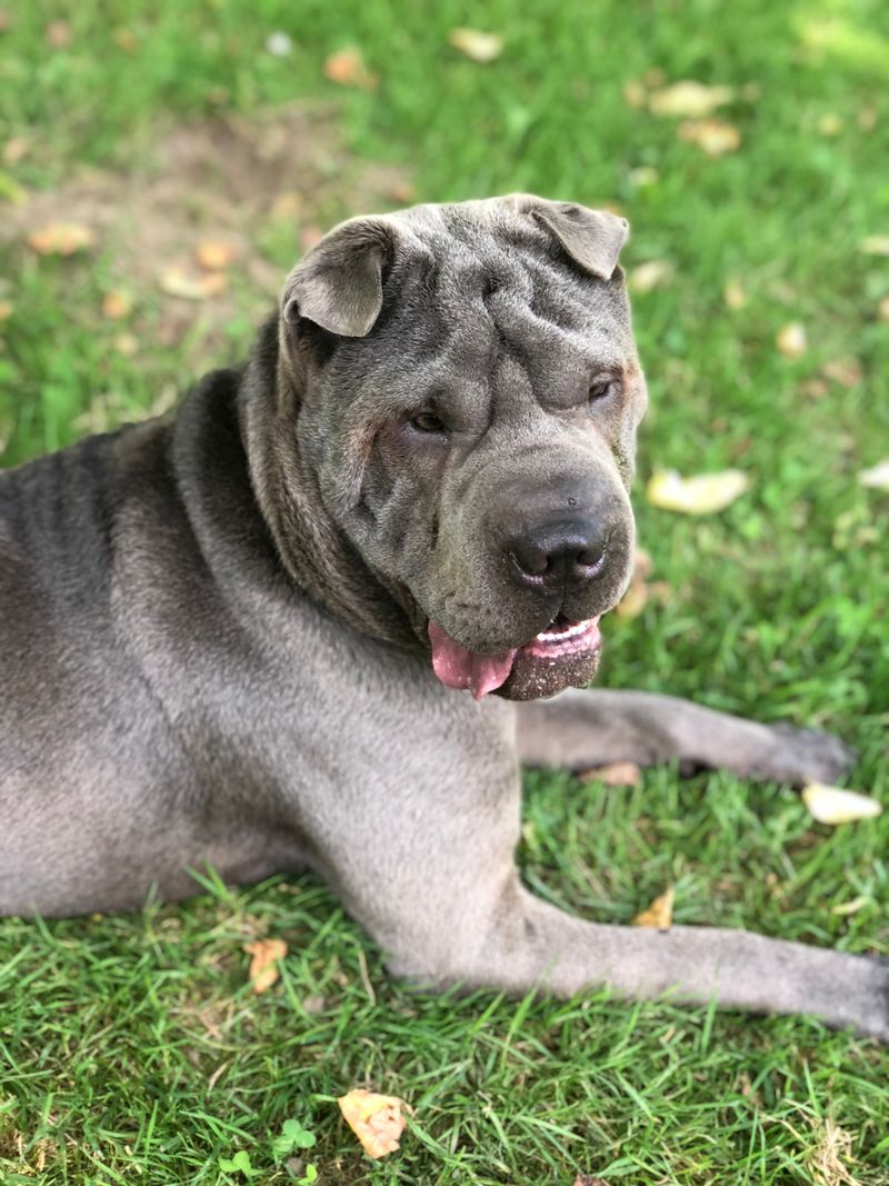 Choosing the right diet matters even more for these sensitive dog breeds 6 Shar-Pei
