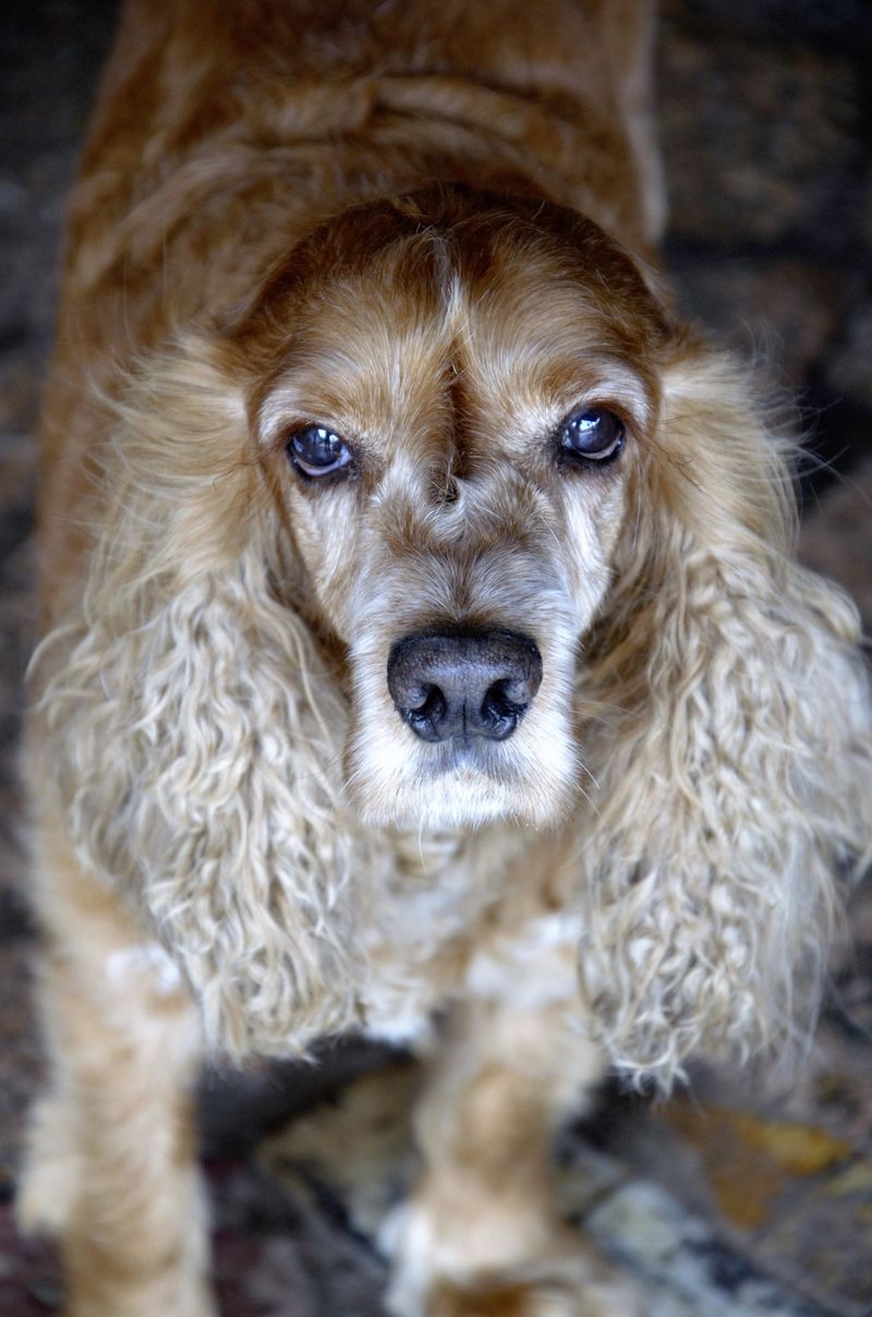 The young dog driving you completely crazy may eventually become the one you'd give anything to keep young 10 English Cocker Spaniel