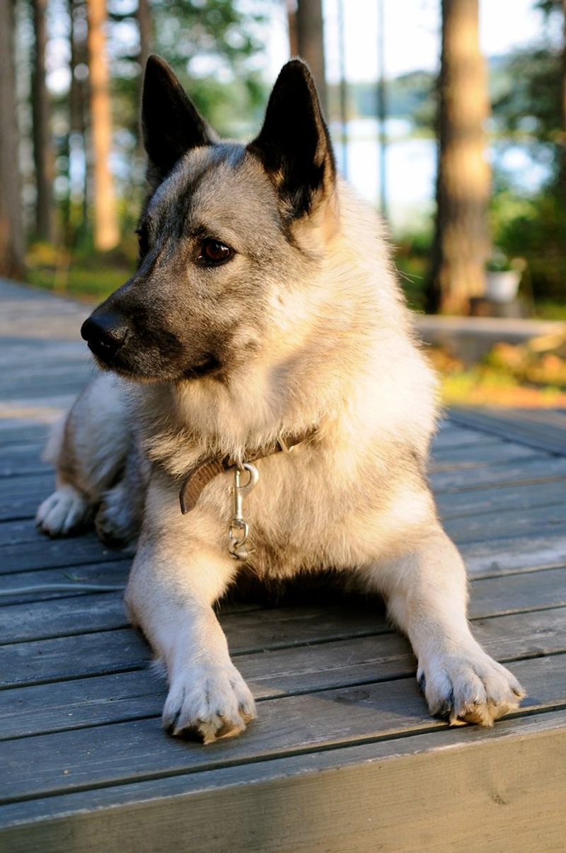 “Stop Letting Strangers Pet Your Dog” Posts Keep Starting Fights - 13 Breeds Named Most in Consent Debates 10 Norwegian Elkhound