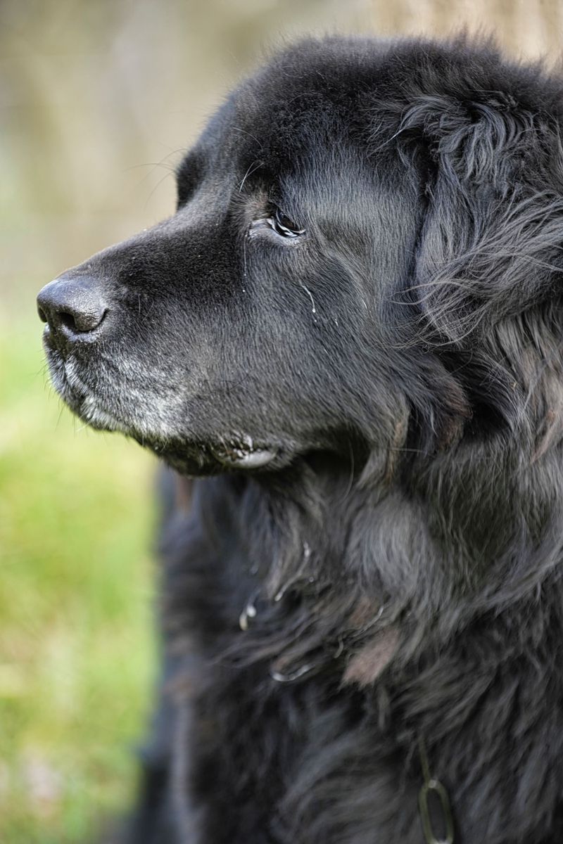 Some dog breeds leave such a lasting impression that every future companion has big shoes to fill 9 Newfoundland