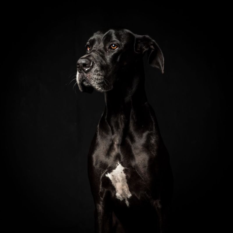 Given the right support, these dog breeds often become far more capable than anyone first expected 4 Great Dane
