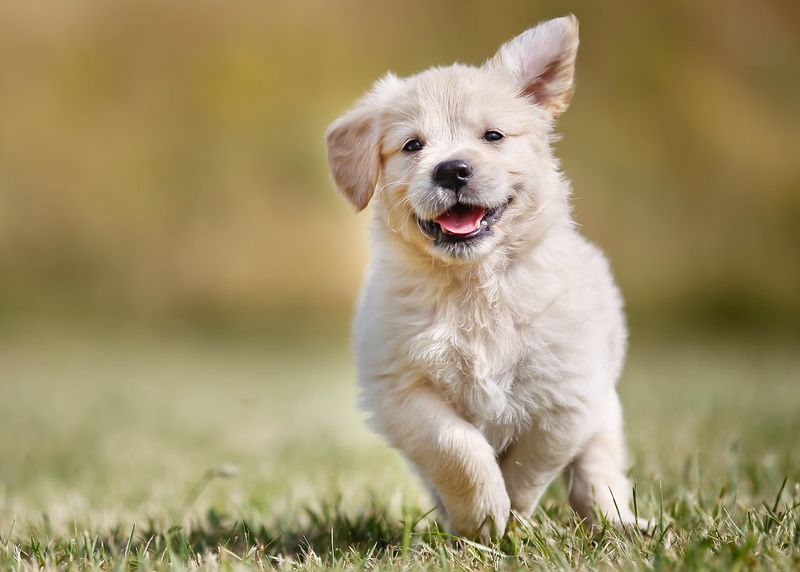 These mild-natured dogs put temperament ahead of intimidation 2 Golden Retriever