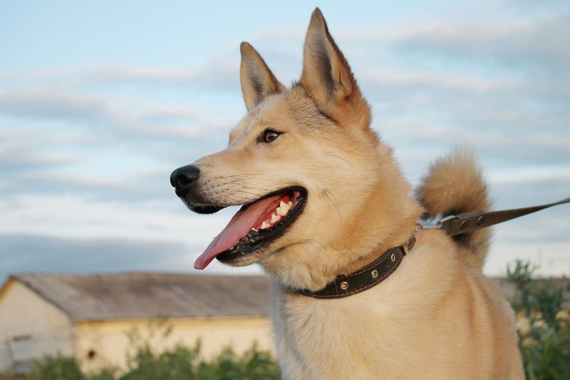 Norwegian Buhund