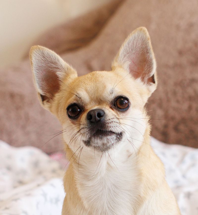 Small enough for your lap doesn't necessarily mean too small to sound the alarm 3 Chihuahua - pocket-sized town crier