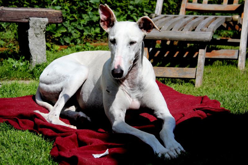 13 dog breeds that often struggle with car rides - plus 3 that absolutely love road trips 15 Whippet