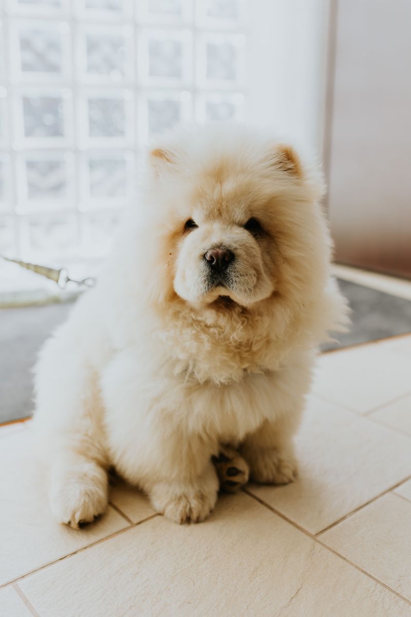 Chow Chow