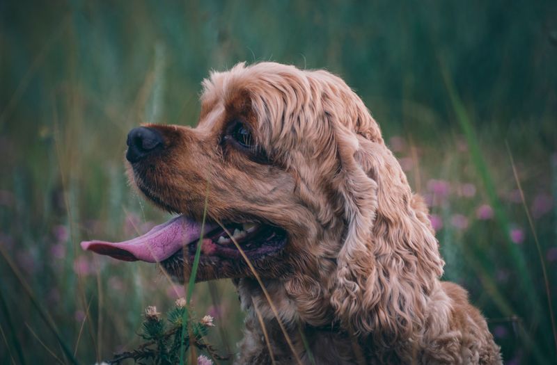Going to work all day? These dogs may struggle more with your absence than you expect 9 Cocker Spaniel