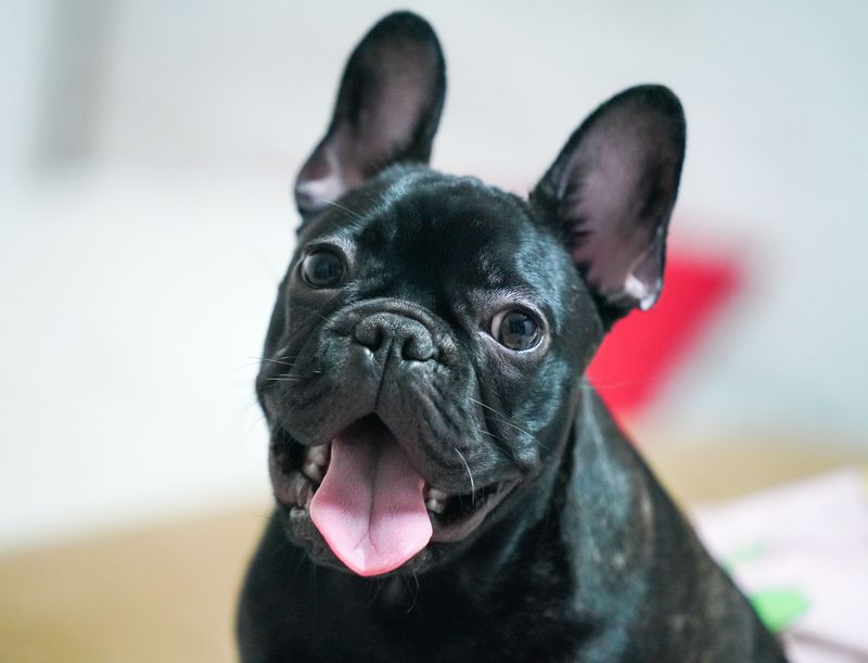 18 dog breeds that become emotionally attached faster than most owners expect - plus 3 that never seem to want personal space 21 French Bulldog (extra affectionate)