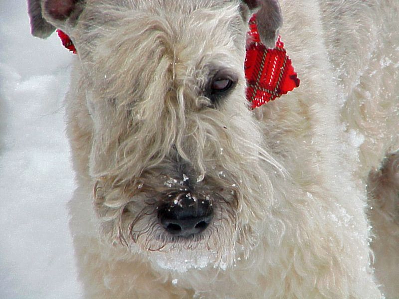 Soft Coated Wheaten Terrier