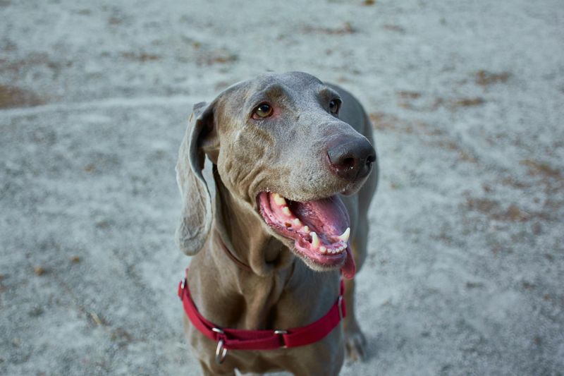 Retractable leash debates are back - these 10 breeds are mentioned the most 7 Weimaraner
