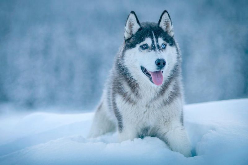 These dog breeds often treat freezing temperatures like the perfect playground 2 Siberian Husky