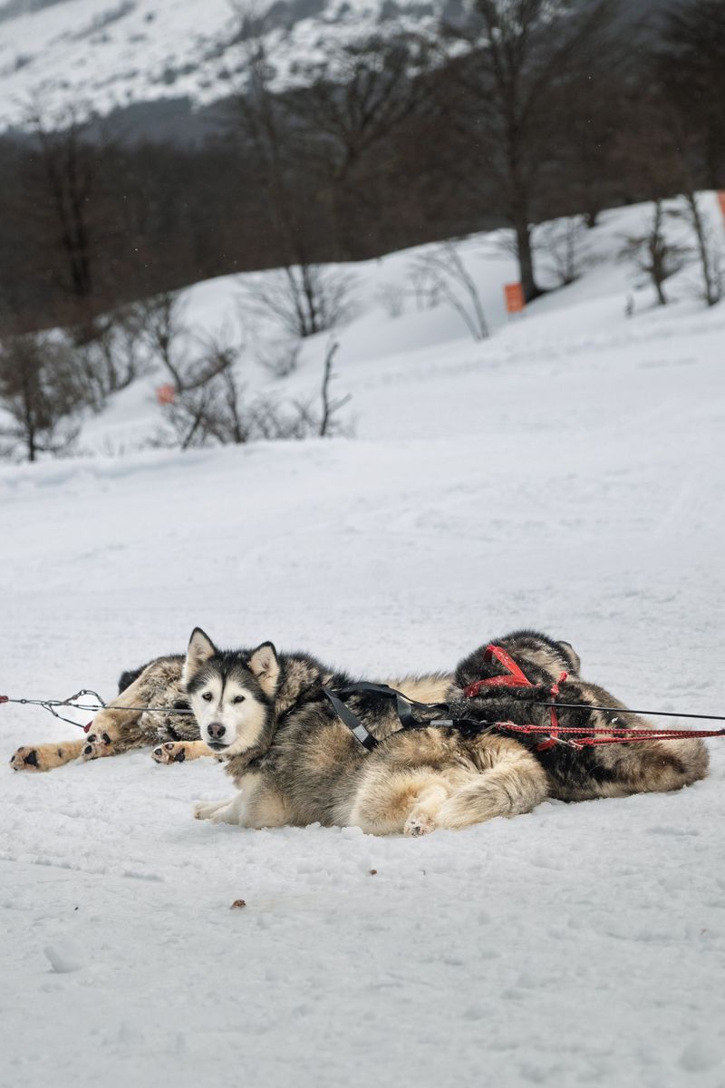 Some dogs enjoy running - These breeds were practically designed around it 9 Siberian Husky