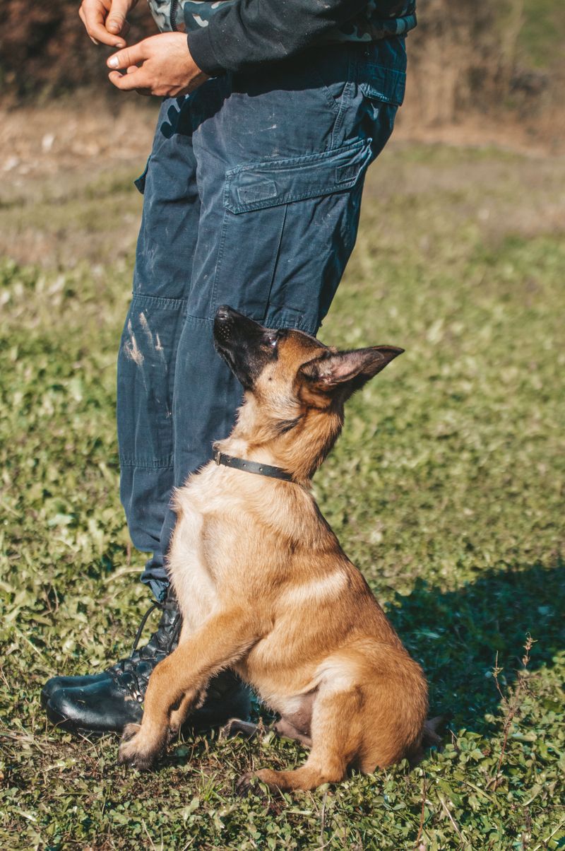 9 dogs that can pick up on subtle changes in human behavior - plus 2 known for close observation 10 German Shepherd